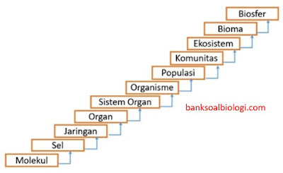 Detail Contoh Permasalahan Biologi Pada Tingkat Organ Nomer 38