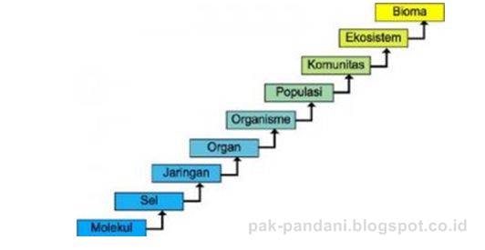 Detail Contoh Permasalahan Biologi Pada Tingkat Organ Nomer 40