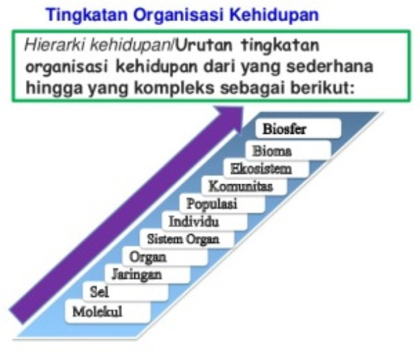 Detail Contoh Permasalahan Biologi Pada Tingkat Organ Nomer 52