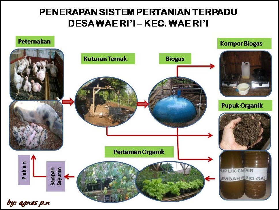 Download Contoh Pertanian Terpadu Nomer 19