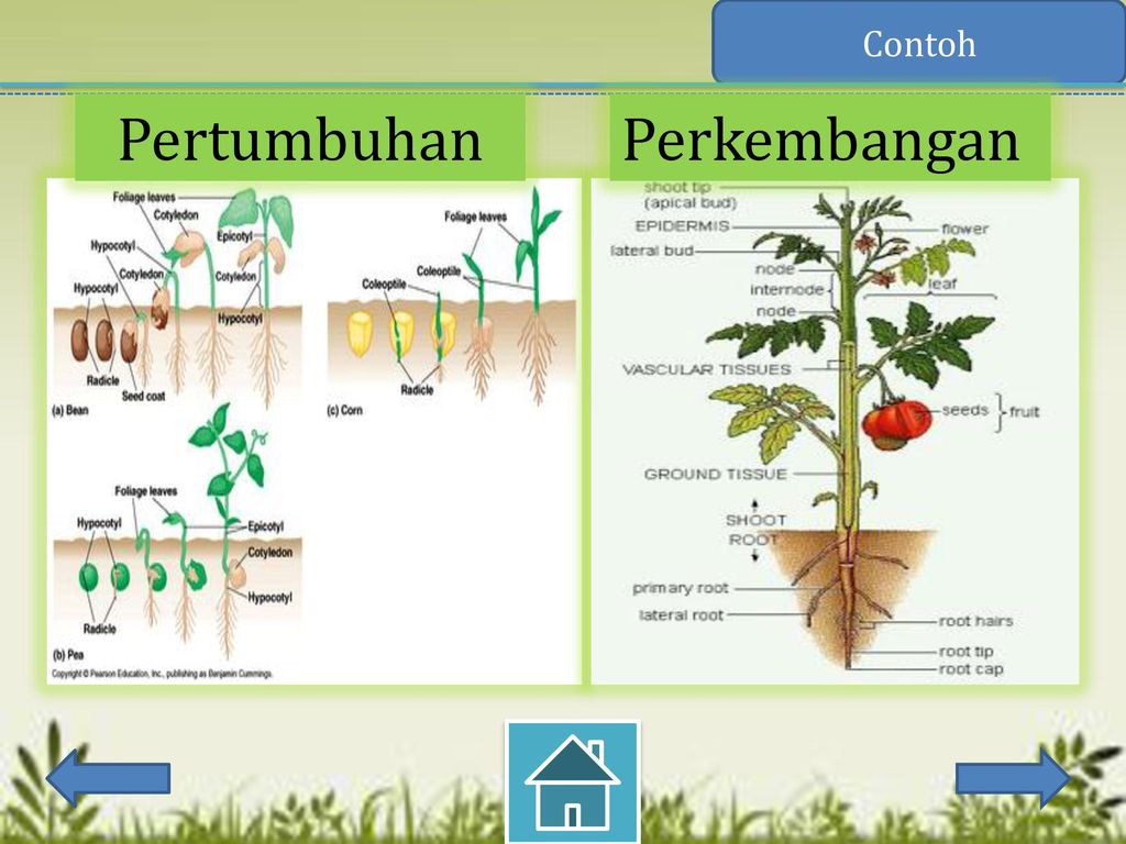 Detail Contoh Pertumbuhan Dan Perkembangan Pada Tumbuhan Nomer 4