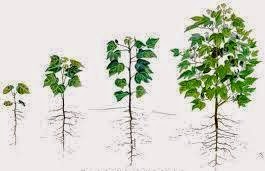 Detail Contoh Pertumbuhan Dan Perkembangan Pada Tumbuhan Nomer 10