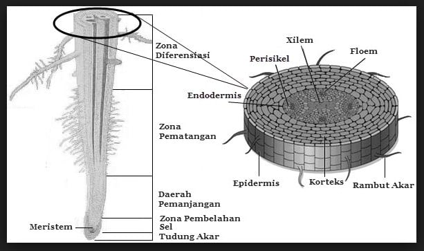 Contoh Pertumbuhan Primer - KibrisPDR