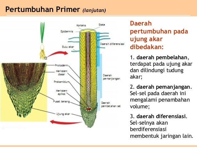 Detail Contoh Pertumbuhan Primer Nomer 2