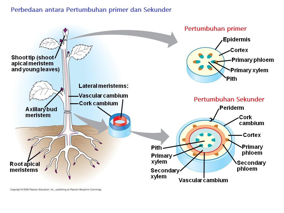 Detail Contoh Pertumbuhan Primer Nomer 17