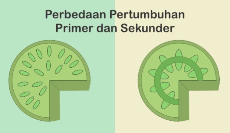 Detail Contoh Pertumbuhan Primer Nomer 19