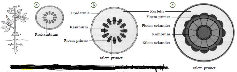 Detail Contoh Pertumbuhan Primer Nomer 20