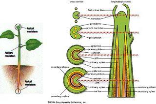 Detail Contoh Pertumbuhan Primer Nomer 22