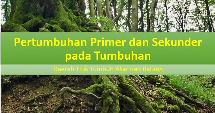 Detail Contoh Pertumbuhan Primer Nomer 56