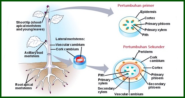 Detail Contoh Pertumbuhan Primer Nomer 7