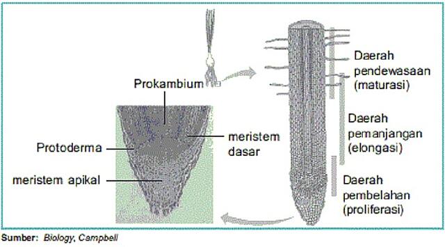 Detail Contoh Pertumbuhan Primer Nomer 9