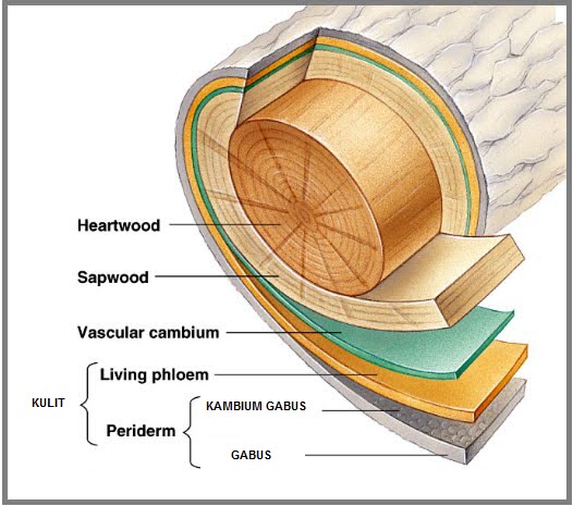 Detail Contoh Pertumbuhan Primer Nomer 10