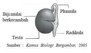 Detail Contoh Pertumbuhan Primer Dan Sekunder Nomer 32