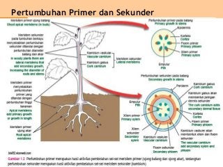 Detail Contoh Pertumbuhan Primer Dan Sekunder Nomer 40