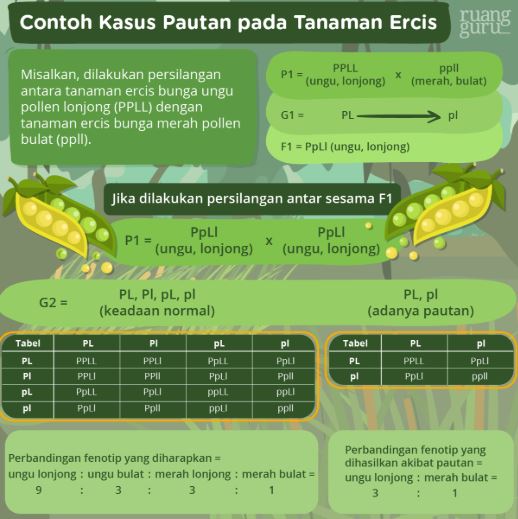 Detail Contoh Pindah Silang Nomer 11