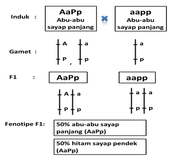 Detail Contoh Pindah Silang Nomer 14