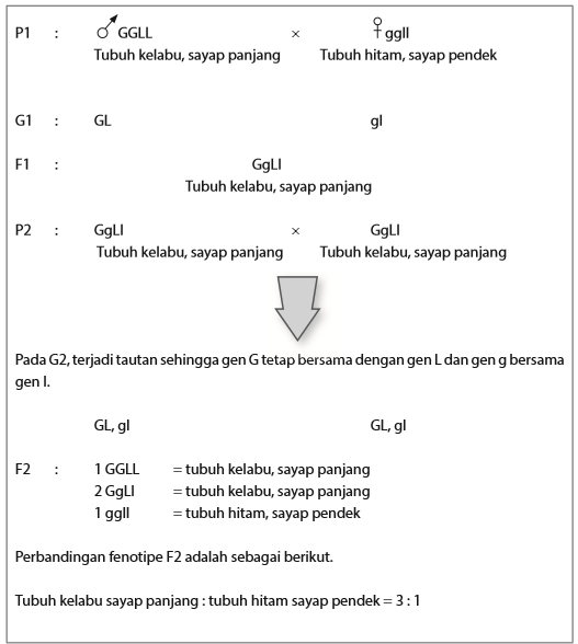 Detail Contoh Pindah Silang Nomer 15