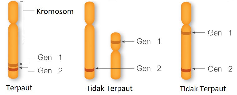 Detail Contoh Pindah Silang Nomer 24