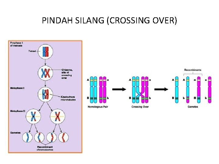 Detail Contoh Pindah Silang Nomer 28