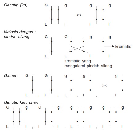 Detail Contoh Pindah Silang Nomer 4