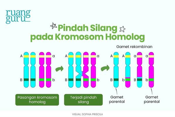 Detail Contoh Pindah Silang Nomer 36