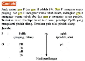 Detail Contoh Pindah Silang Nomer 38