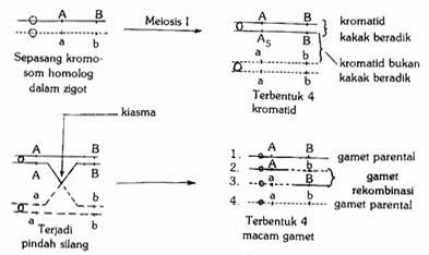 Detail Contoh Pindah Silang Nomer 39