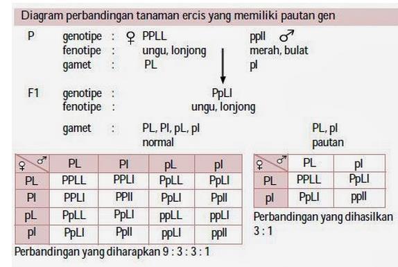 Detail Contoh Pindah Silang Nomer 41