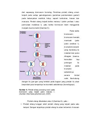 Detail Contoh Pindah Silang Nomer 49