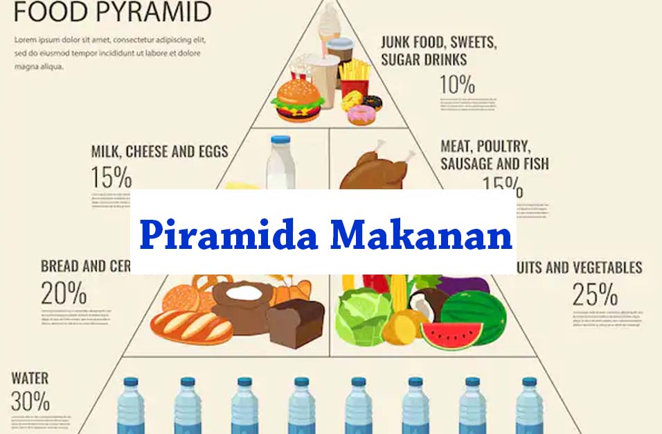 Detail Contoh Piramida Makanan Nomer 15