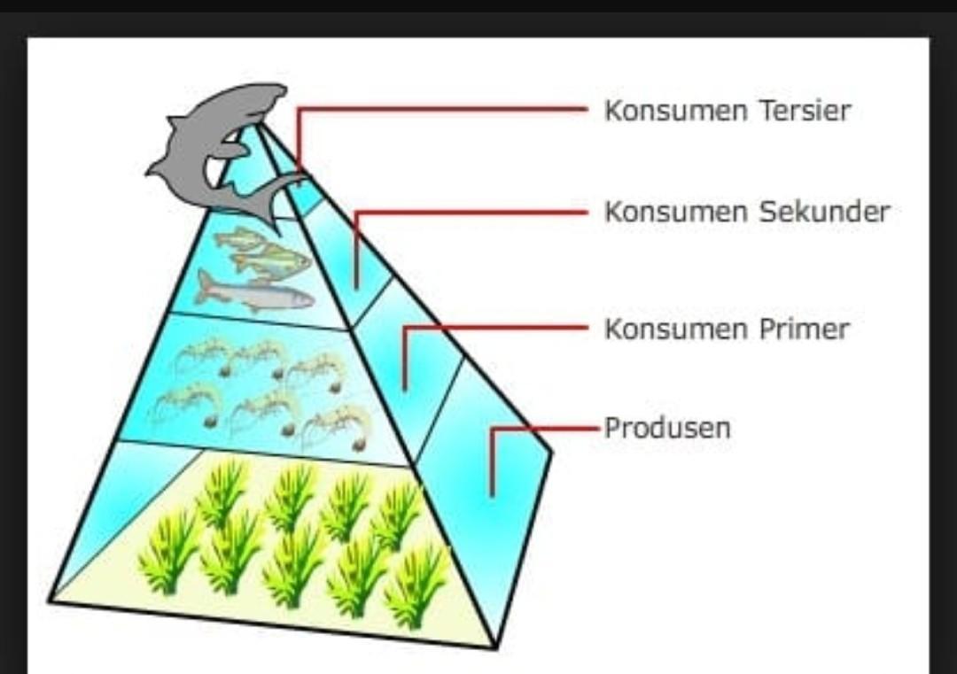 Detail Contoh Piramida Makanan Nomer 16