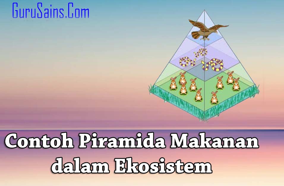 Detail Contoh Piramida Makanan Nomer 40