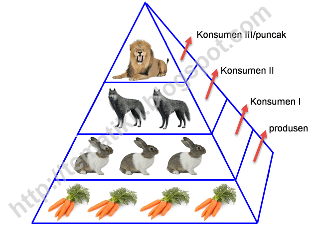 Detail Contoh Piramida Makanan Nomer 51