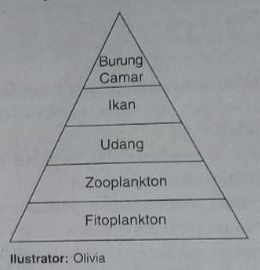 Detail Contoh Piramida Makanan Nomer 52