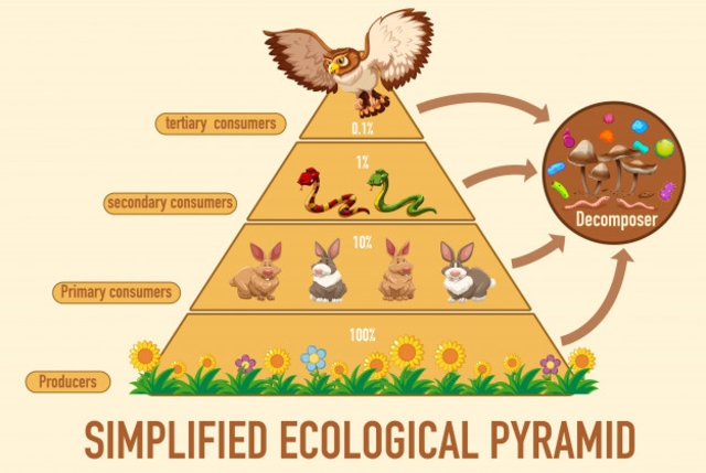Detail Contoh Piramida Makanan Nomer 5