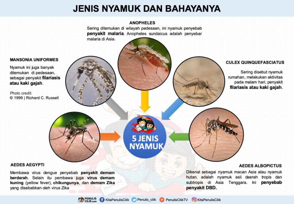 Detail Contoh Poster Tentang Nyamuk Nomer 18