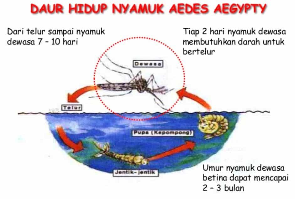 Detail Contoh Poster Tentang Nyamuk Nomer 33