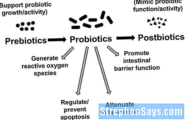 Detail Contoh Probiotik Dan Prebiotik Nomer 52