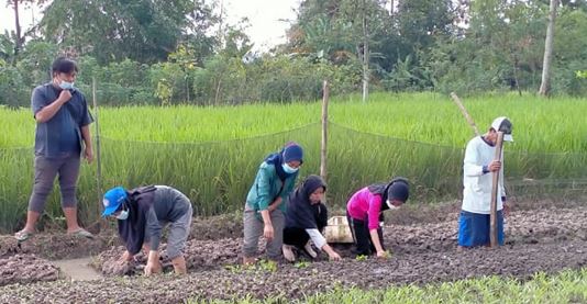 Detail Contoh Program Kkn Nomer 35