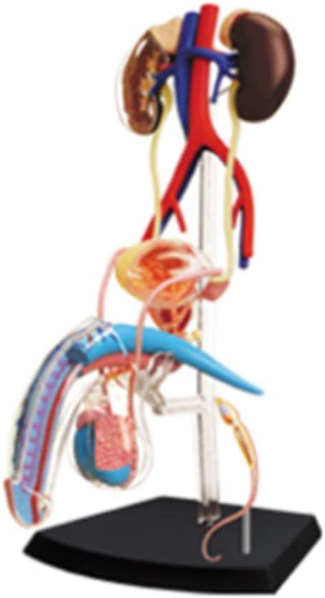 Detail Organ Des Harnsystems Nomer 18