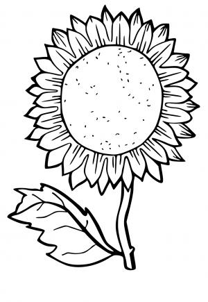 Detail Sonnenblume Zum Ausdrucken Nomer 15