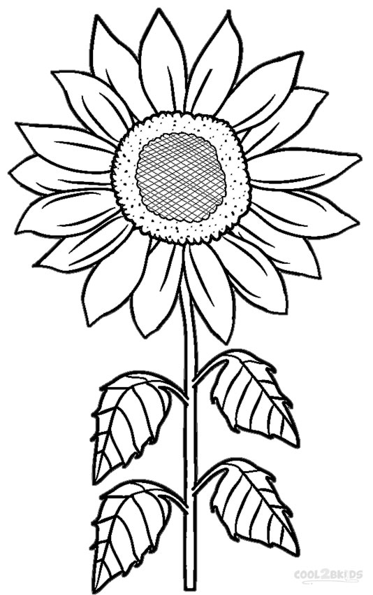 Detail Sonnenblume Zum Ausdrucken Nomer 2