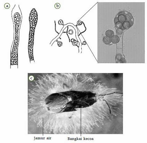 Detail Gambar Kerugian Oomycotina Nomer 24