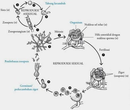Detail Gambar Kerugian Oomycotina Nomer 4