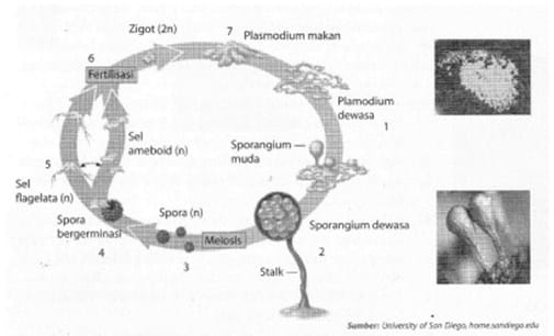 Detail Gambar Kerugian Oomycotina Nomer 9