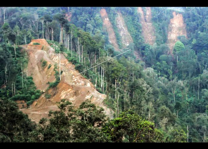 Detail Gambar Kerusakan Hutan Nomer 13