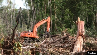 Detail Gambar Kerusakan Hutan Nomer 26