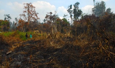 Detail Gambar Kerusakan Hutan Kemarau Panjang Nomer 3