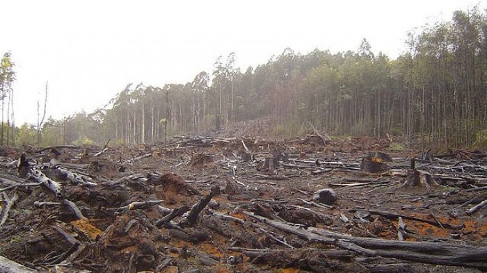 Detail Gambar Kerusakan Hutan Kemarau Panjang Nomer 46