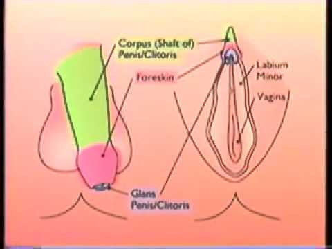 Detail Gambar Khitan Wanita Nomer 8